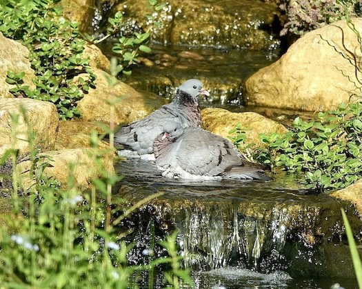 stock dove